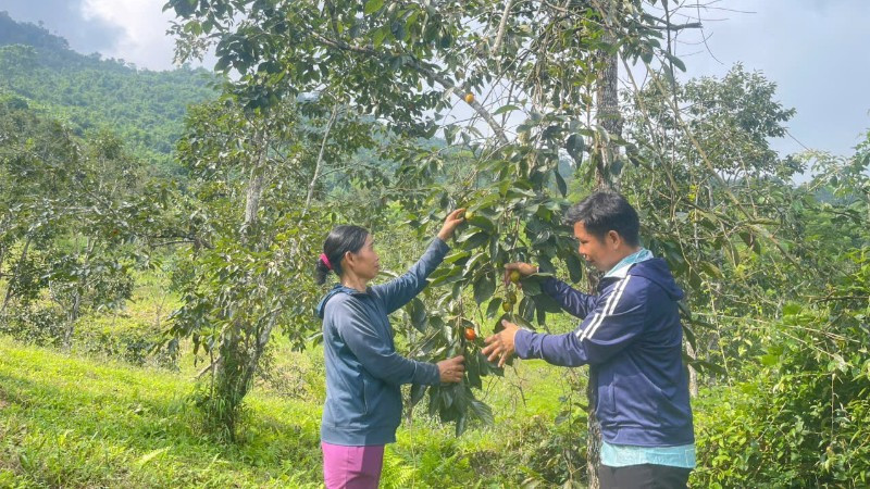 Một vườn hồng trên núi của người dân thôn Nà Chom, xã Đồng Phúc. (Ảnh: TÙNG VÂN)