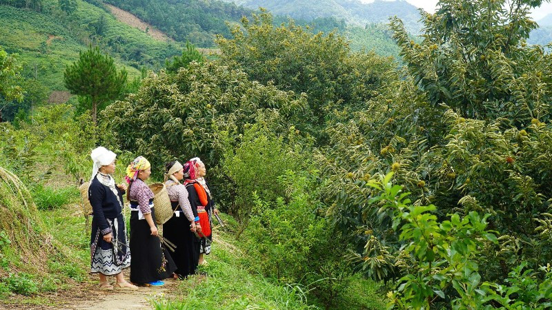 Liên kết sản xuất được Thái Nguyên xác định là động lực giúp hộ nghèo thoát nghèo bền vững. (Trong ảnh: Mô hình vườn dẻ liên kết của đồng bào dân tộc thiểu số ở xã Ngân Sơn). (Ảnh: TUẤN SƠN)