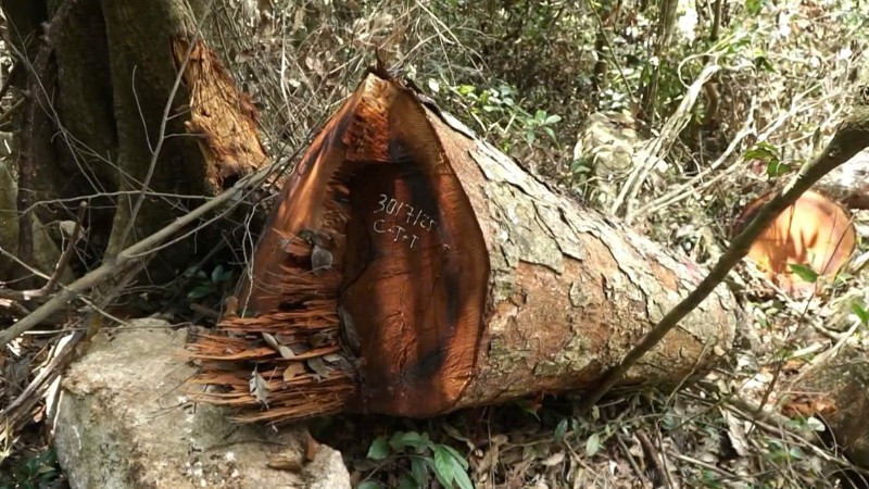 Một cây nghiến bị chặt hạ trái phép vẫn còn tươi gốc. (Ảnh: VĂN LINH)