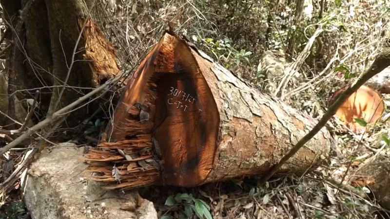 Một cây nghiến bị chặt hạ trái phép vẫn còn tươi gốc. (Ảnh: VĂN LINH)