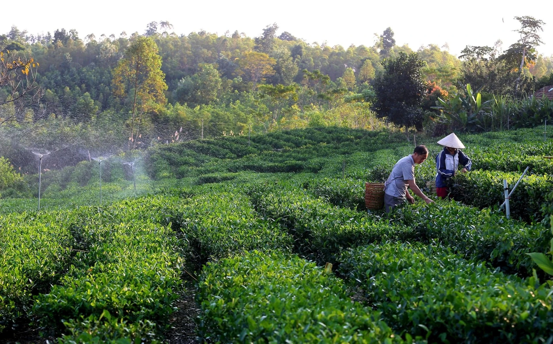Chuyển đổi số - xanh trong nông nghiệp: Động lực và thách thức cho doanh nghiệp Việt