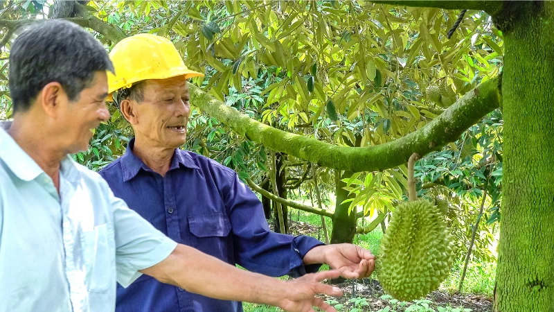 Nông nghiệp xanh: Xu thế tất yếu để nâng cao năng lực cạnh tranh và phát triển bền vững