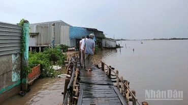 Người dân Khóm Sa Phô, xã Đất Mới, tỉnh Cà Mau thấp thỏm khi sống dọc tuyến sông Cửa Lớn, không biết nhà cửa sẽ bị sông nhấn chìm lúc nào. 