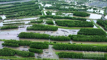 Cao tốc Cà Mau-Đất Mũi phần lớn băng qua các cánh rừng ngập mặn, ít ảnh hưởng đến nhà cửa và đất sản xuất của người dân nông thôn Cà Mau.