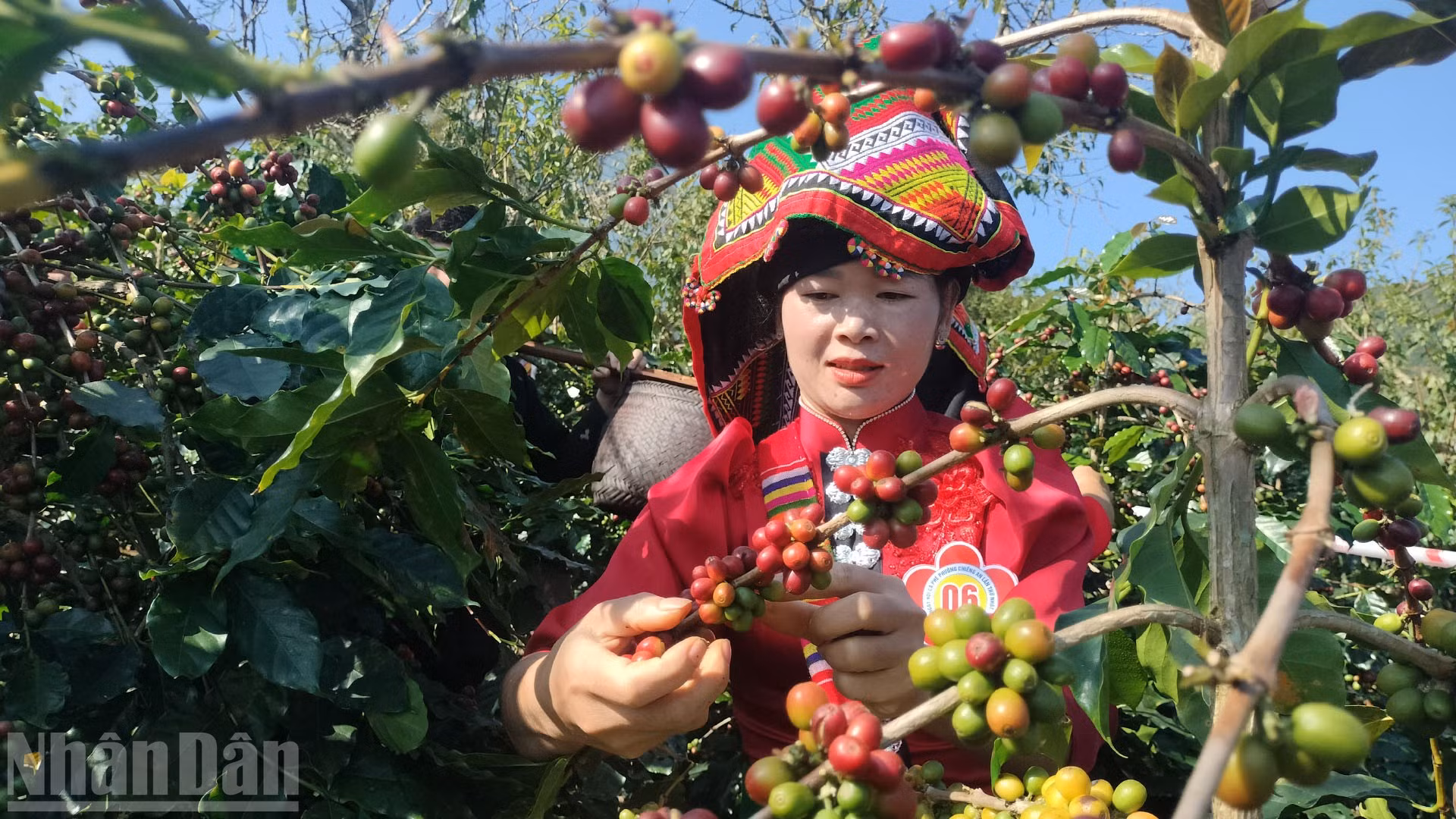 Trong trang phục truyền thống rực rỡ, các đội thi với đôi tay thoăn thoắt hái từng chùm quả đỏ, tuân thủ kỹ thuật "không rung cây, không bẻ cành".