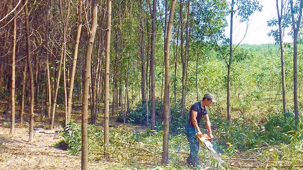 Người dân tỉa thưa cây để hình thành rừng cây gỗ lớn theo tiêu chuẩn FSC ở Lệ Thủy, Quảng Trị.