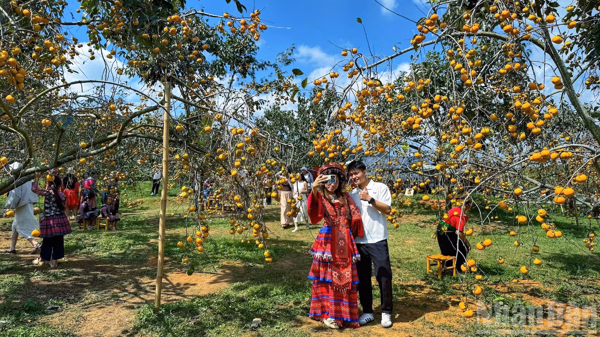 Những vườn hồng trĩu quả chín mọng đang tạo thêm sức hút cho du lịch Mộc Châu những tháng cuối năm 2026.