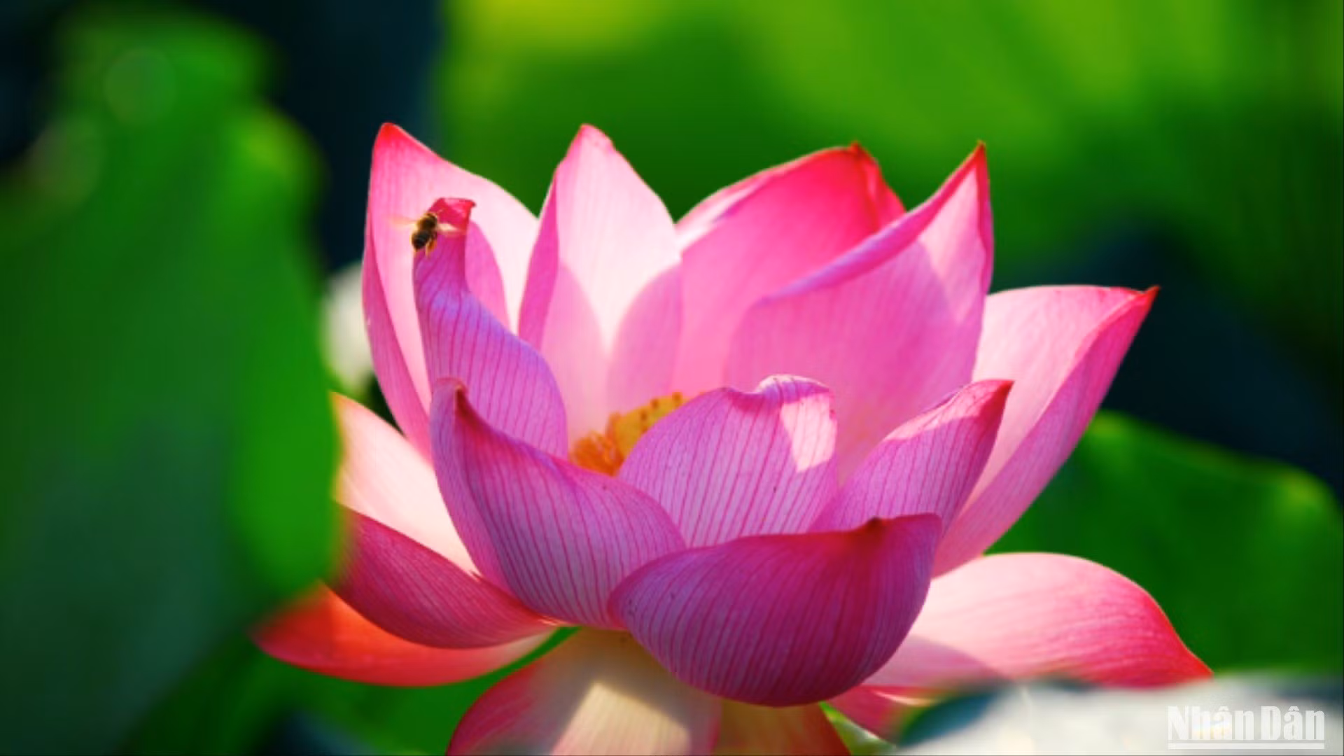 Mùa hè về Bắc Ninh ngắm sen hồng.