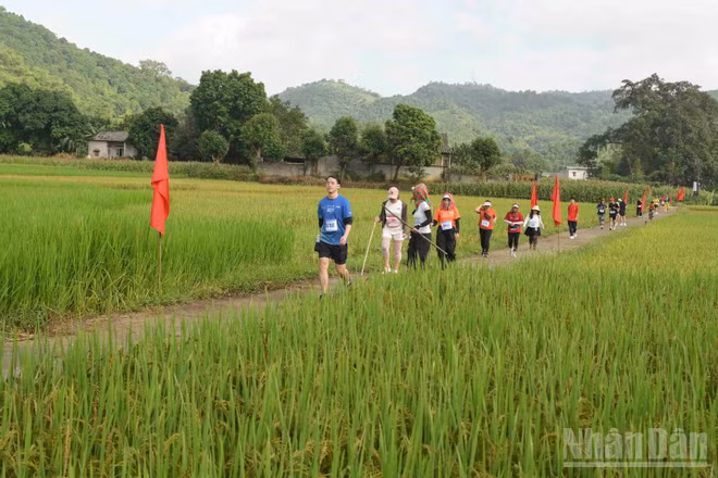 Cung đường đua đi qua những cánh đồng óng vàng, để lại nhiều ấn tượng cho các vận động viên và du khách. (Ảnh: CÔNG HẢI)