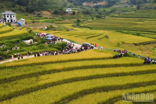 Với những thửa ruộng bậc thang trải dài, mùa vàng Sín Chéng luôn hấp dẫn du khách. (Ảnh: CÔNG HẢI)