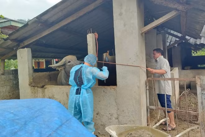 Cơ quan chuyên môn lấy mẫu xét nghiệm dịch lở mồm long móng tại xã Bắc Hà.