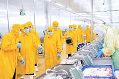 Công nhân tham gia chuỗi sản xuất trong các nhà máy chế biến thủy sản xuất khẩu tại Cà Mau, ở nhiều công đoạn sơ chế chủ yếu sử dụng lao động phổ thông.