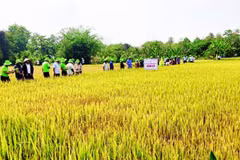 Tập huấn kỹ thuật gieo trồng, chăm sóc giống lúa mới cho nông dân xã Ia Rsai.