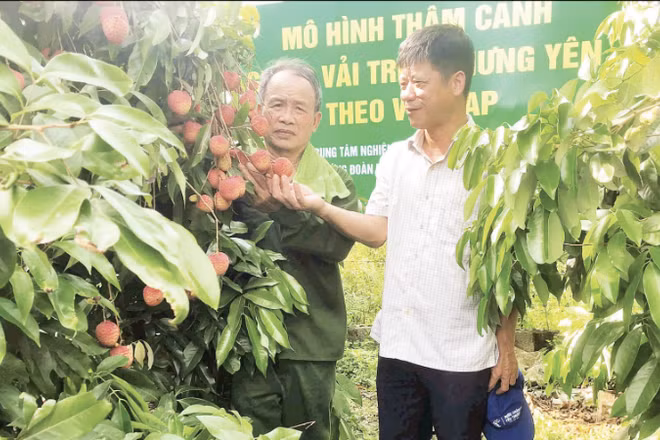Vườn vải trứng thâm canh theo hướng VietGAP của gia đình ông Lê Ngọc Thương ở xã Đoàn Đào (Hưng Yên) mang lại hiệu quả kinh tế cao. (Ảnh: NGUYÊN PHÚC)