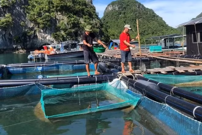 Người dân tỉnh Quảng Ninh nuôi trồng thủy sản trên biển. (Ảnh: NGUYÊN PHÚC)
