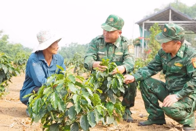 Không chỉ thực hiện tốt nhiệm vụ bảo vệ biên giới, thời gian qua, cán bộ, chiến sĩ Bộ đội Biên phòng Điện Biên còn chủ động giúp nhân dân biên giới chuyển đổi cây trồng, phát triển kinh tế gia đình hiệu quả. (Ảnh: ANH DŨNG)