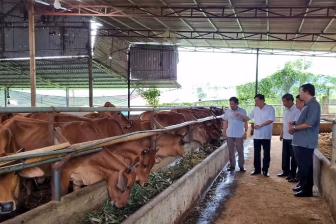 Hợp tác xã Toàn Phát (Sơn La) nuôi hàng trăm con bò nhưng vẫn không gây mùi hôi từ chất thải nhờ đệm lót sinh học. (Ảnh: TUỆ LINH)