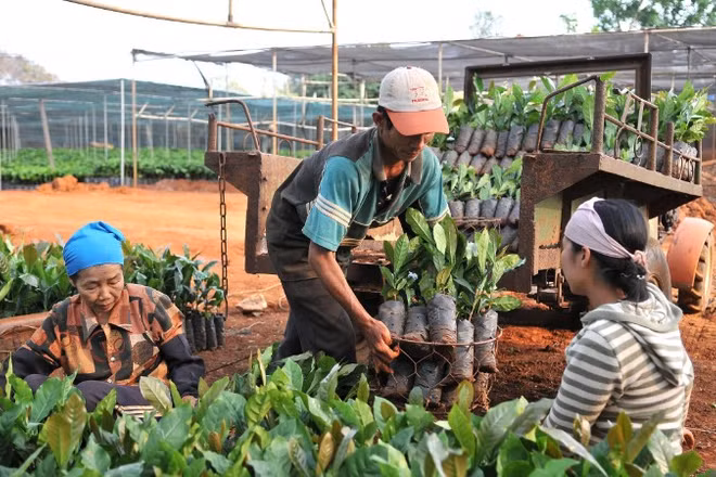 Người dân phường Tân Lập, tỉnh Đắk Lắk, chọn giống để phát triển vùng trồng cà-phê. (Ảnh: NGUYỄN ĐĂNG)