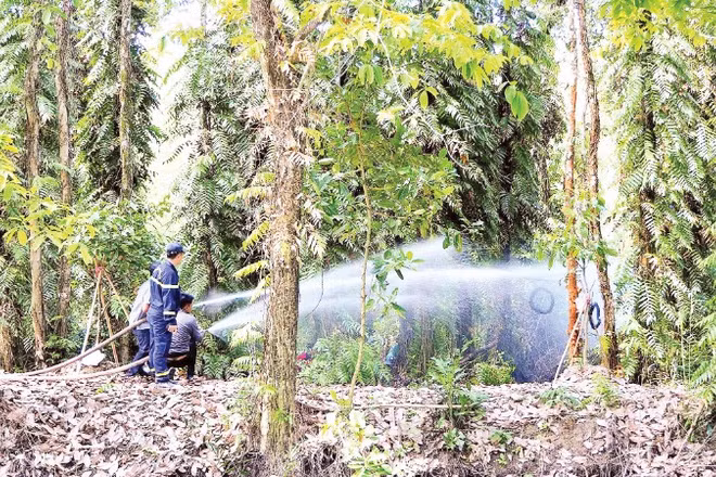 Bảo vệ rừng trong điều kiện nắng nóng.