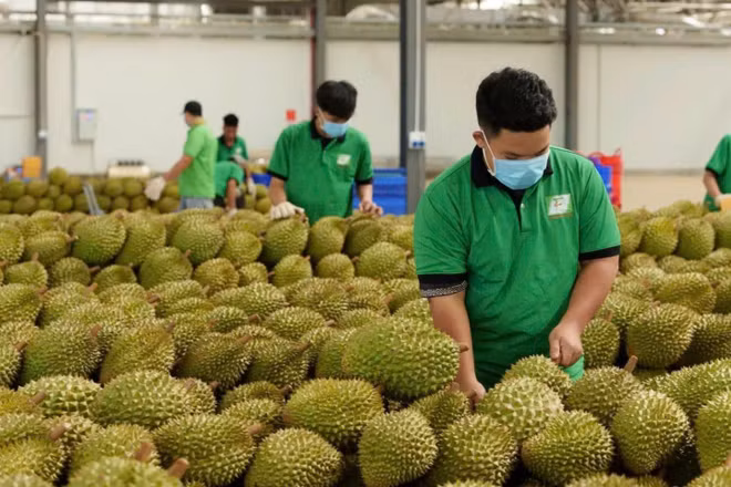 Kiểm tra sầu riêng trước khi xuất khẩu tại Tập đoàn Chánh Thu. (Ảnh: MINH ANH)