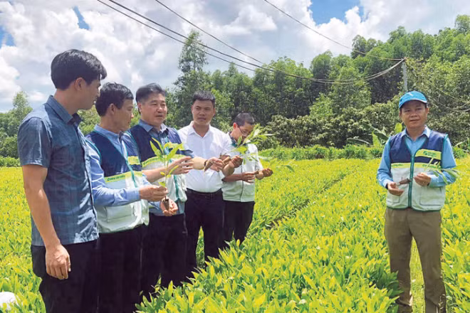 Vườn ươm sản xuất cây giống lâm nghiệp tại tỉnh Quảng Trị đáp ứng tiêu chuẩn phục vụ cấp chứng chỉ quản lý rừng bền vững.