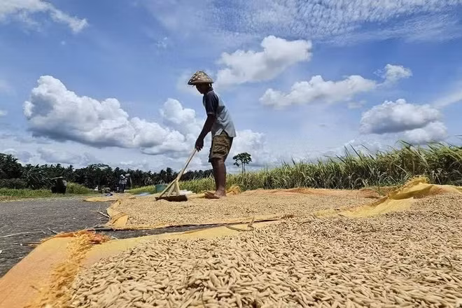 Indonesia đang triển khai các biện pháp ứng phó nguy cơ El Niño. (Ảnh: Nông dân Indonesia phơi lúa ngay bên bờ ruộng/TTXVN)