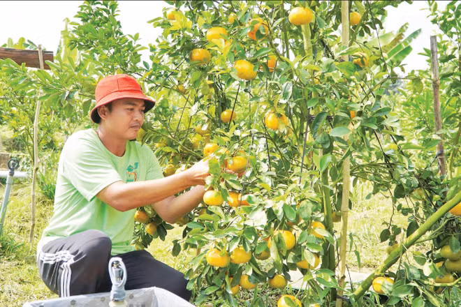 Nông dân Đồng Tháp chăm sóc cây quýt hồng