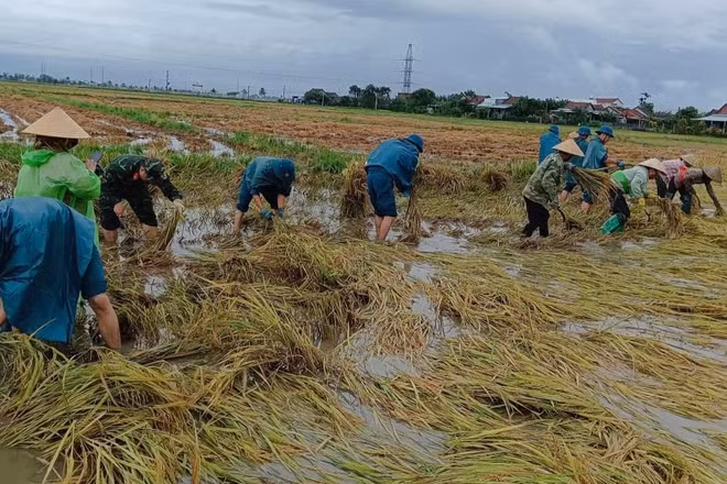 Ban Chỉ huy quân sự xã Hòa Thịnh giúp nhân dân thu hoạch lúa trước tình hình mưa lớn, gây ngập lụt. (Ảnh: CTV)