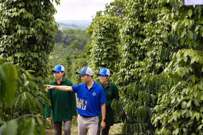 Phát triển vườn hồ tiêu bền vững trên địa bàn tỉnh Đắk Lắk. (Ảnh: MINH ANH)