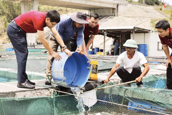 Ông Trần Văn Lẹ (áo trắng) ở xã Đề Gi, tỉnh Gia Lai phục hồi sản xuất nhờ nguồn vốn ngân hàng. (Ảnh: HỒNG ANH)