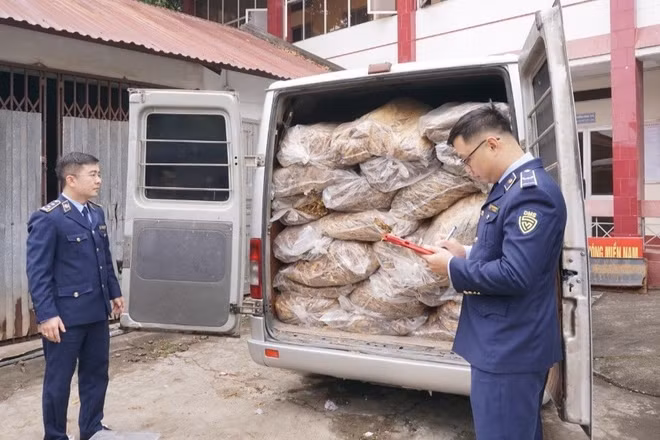 Lực lượng quản lý thị trường tỉnh Cao Bằng Kiểm tra, xử lý gần 2,3 tấn lá cây thuốc lá khô không rõ nguồn gốc, xuất xứ. (Ảnh: BCT)