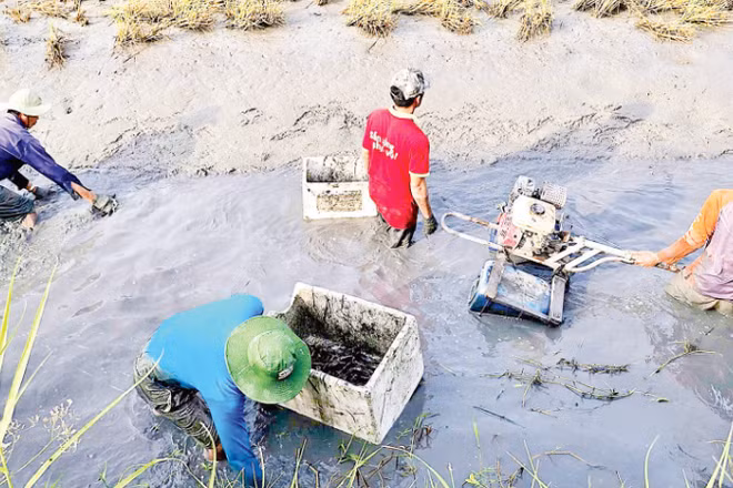Nông dân Ấp 6 La Cua (xã Biển Bạch, tỉnh Cà Mau) thu hoạch tôm càng xanh được nuôi xen canh trên cánh đồng lúa-tôm hữu cơ.