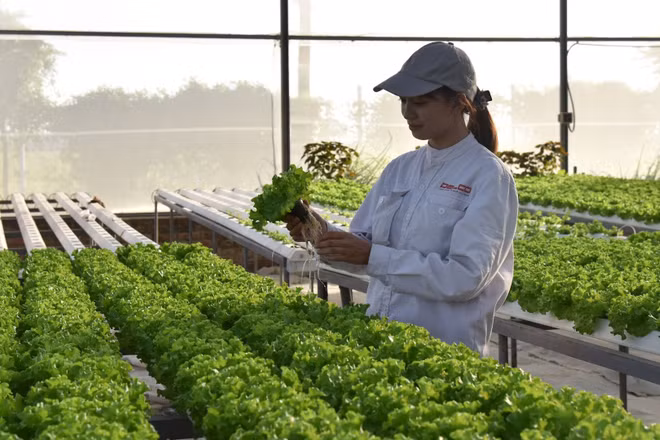 Trang trại thông minh Delco Farm tại tỉnh Bắc Ninh sản xuất theo tiêu chuẩn công nghệ cao. (Ảnh: TUỆ NGHI)