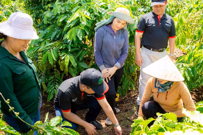 Cán bộ kỹ thuật NESCAFÉ Plan hướng dẫn nông dân thực hành cải tạo đất tại vườn cà-phê - một trong ba nhóm thực hành cốt lõi của mô hình nông nghiệp tái sinh.