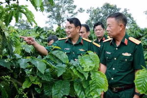 Đại diện Công ty Cà-phê 15 tham quan vườn.