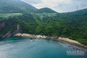 Các rừng nguyên sinh có tiềm năng lớn trong thị trường tín chỉ carbon. Trong ảnh là một góc bán đảo Sơn Trà - một trong những cánh rừng nguyên sinh tại Đà Nẵng. (Ảnh: PHAN HẢI TÙNG LÂM)