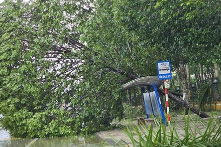 Cây xanh đô thị ở Thanh Hóa bị gió giật đổ.