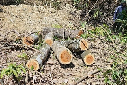 Những khúc gỗ tròn còn lại tại hiện trường.