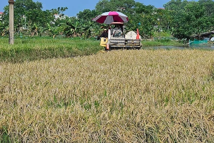 Máy gặp đập liên hợp thu hoạch lúa trên đồng đất phường Quảng Phú, tỉnh Thanh Hóa.