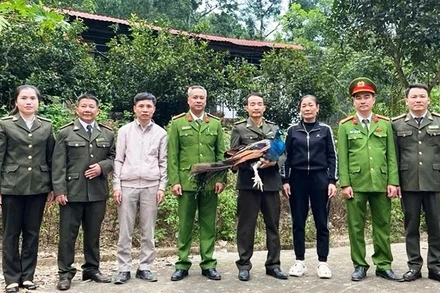 Các cơ quan chức năng tiếp nhận động vật Công Ấn Độ từ người dân giao nộp.