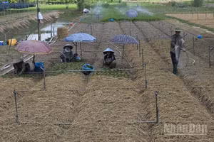 Nông dân xã Chợ Mới ủ rơm trồng rau màu.