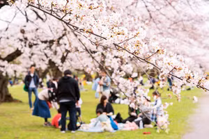Mùa hoa anh đào tại Nhật Bản đến sớm