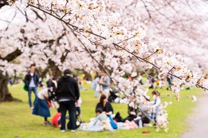 Mùa hoa anh đào tại Nhật Bản đến sớm