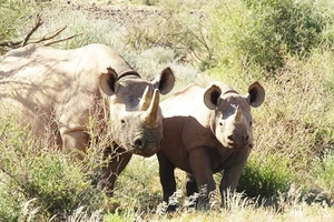 Khu bảo tồn tê giác đen lớn nhất thế giới