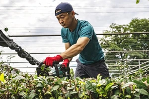 Masahiro Okutomi tại trang trại chè của mình ở tỉnh Saitama. Ảnh: AFP