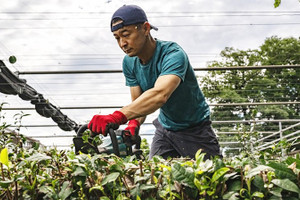 “Cơn sốt” matcha khiến Nhật Bản gặp khó