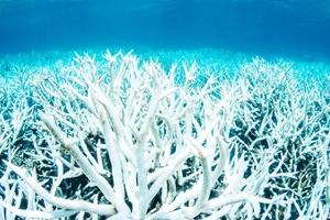 Rạn san hô trắng khổng lồ