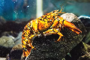 Tôm hùm tam thể quý hiếm