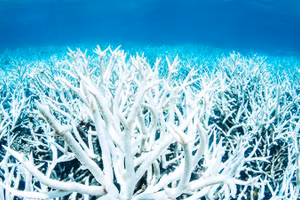 Rạn san hô trắng khổng lồ