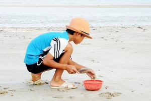 Bới cát tìm dã tràng. Ảnh: SONG ANH